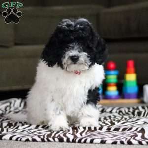 Frisky, Standard Poodle Puppy